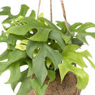 Kokodama Monstera Minima Hang - Hole Plant - Ø15cm - ↕25cm by MEERgroothandel Planten