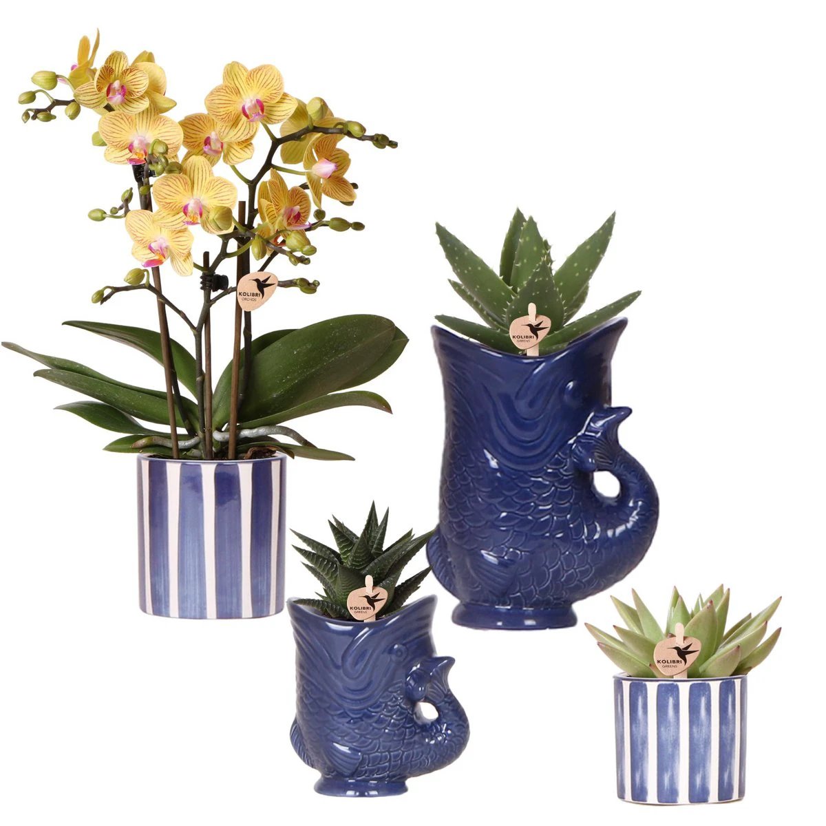 Kolibri Orchids | Set of Orchid Lima And Succulents In Ceramic Sier Pots - Pot size Ø9cm & Ø6cm | Flowering houseplant - Fresh from the grower by Kolibri Company