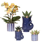 Kolibri Orchids | Set of Orchid Lima And Succulents In Ceramic Sier Pots - Pot size Ø9cm & Ø6cm | Flowering houseplant - Fresh from the grower by Kolibri Company