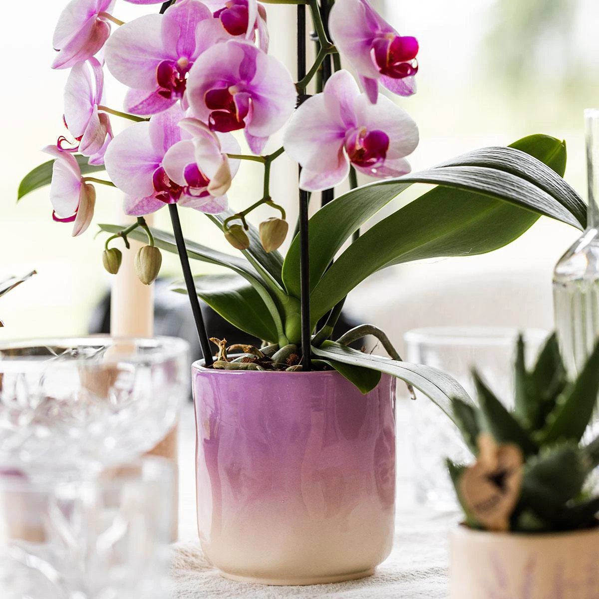 Kolibri Home | Gradience sierpot - Purple - Ø9cm by Kolibri Company