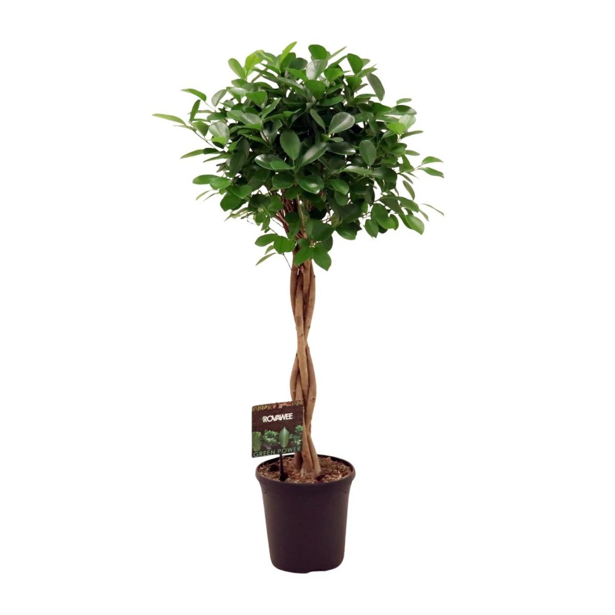 Ficus Micr. Moclame - Ø23cm - ↕110cm by MEERgroothandel Planten