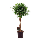 Ficus Micr. Moclame - Ø23cm - ↕110cm by MEERgroothandel Planten