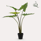 Art plant - Alocasia Frydek - Elephants ear - 80 cm by Green boutiQ