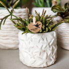 Kolibri Company | Pflanzenset Star Fish klein | Weiße Phalaenopsis-Orchidee Lausanne und Sukkulente inkl. keramischer Ziertöpfe auf weißem organischen Tablett von Kolibri Company