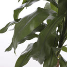 Artificial plant Dracaena Green by Mica Decorations