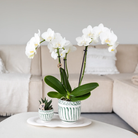 Kolibri Home | Granada - Green - Ø6cm by Kolibri Company