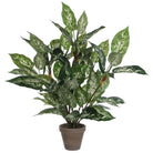 Artificial plant Dieffenbachia Green by Mica Decorations