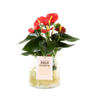 Anthurium Aqua Roots Red Champion by Blooming Luxury