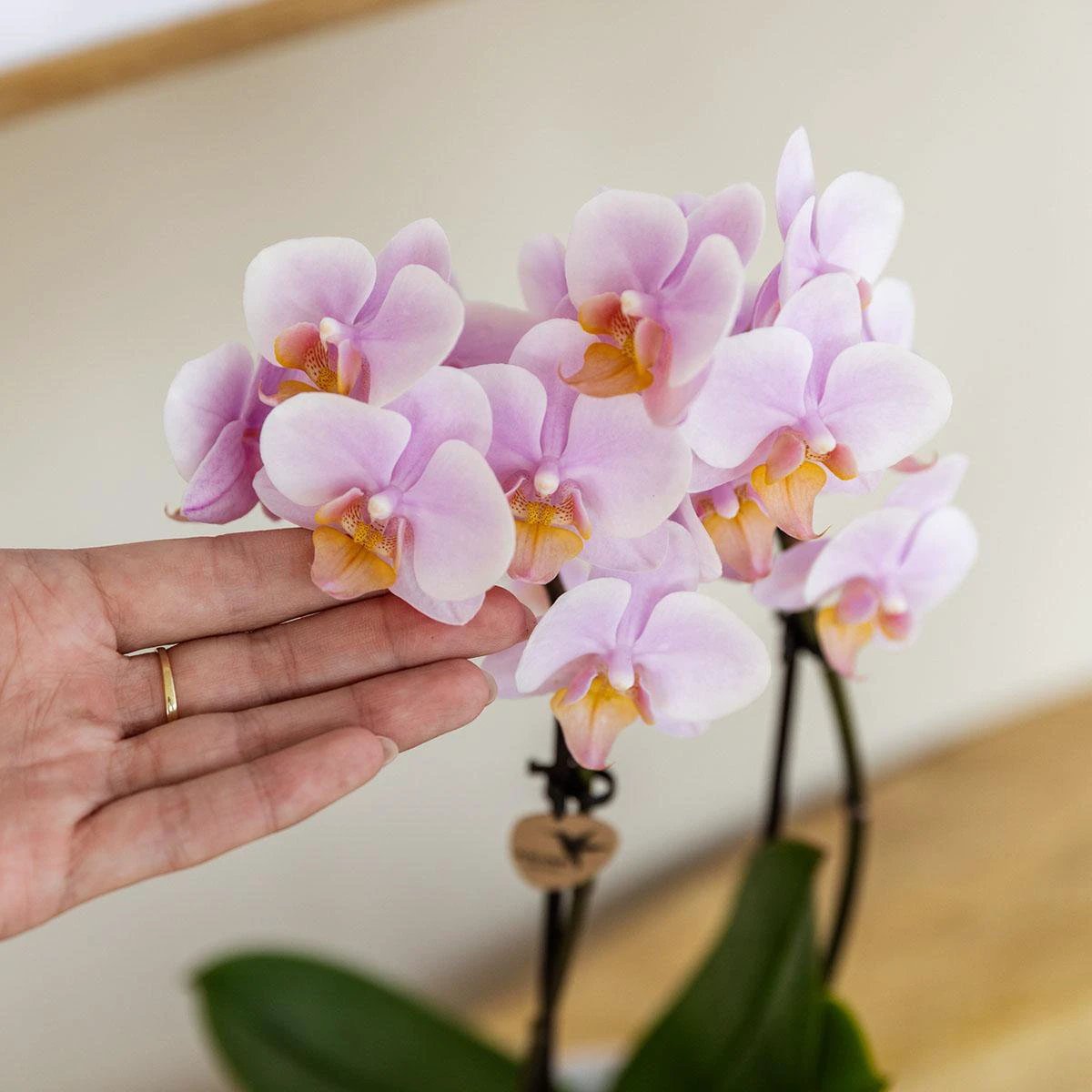 Hummingbird Orchids | Gift set Mediterranean Sunset small | Green plant with pink Phalaenopsis orchid Andorra in Painted Stripe decorative pots on white organic tray by Kolibri Company