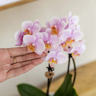 Hummingbird Orchids | Gift set Mediterranean Sunset small | Green plant with pink Phalaenopsis orchid Andorra in Painted Stripe decorative pots on white organic tray by Kolibri Company