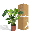 Monstera Deliciosa - Ø19cm - ↕60cm by MEERgroothandel Planten