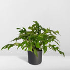 Monstera Minima - Hole plant - Ø15cm - ↕25cm by MEERgroothandel Planten
