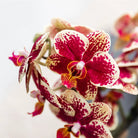 Hummingbird Orchids | Yellow red phalaenopsis orchid - Spain + Bee pot - pot size Ø9cm | flowering houseplant - fresh from the grower by Kolibri Company