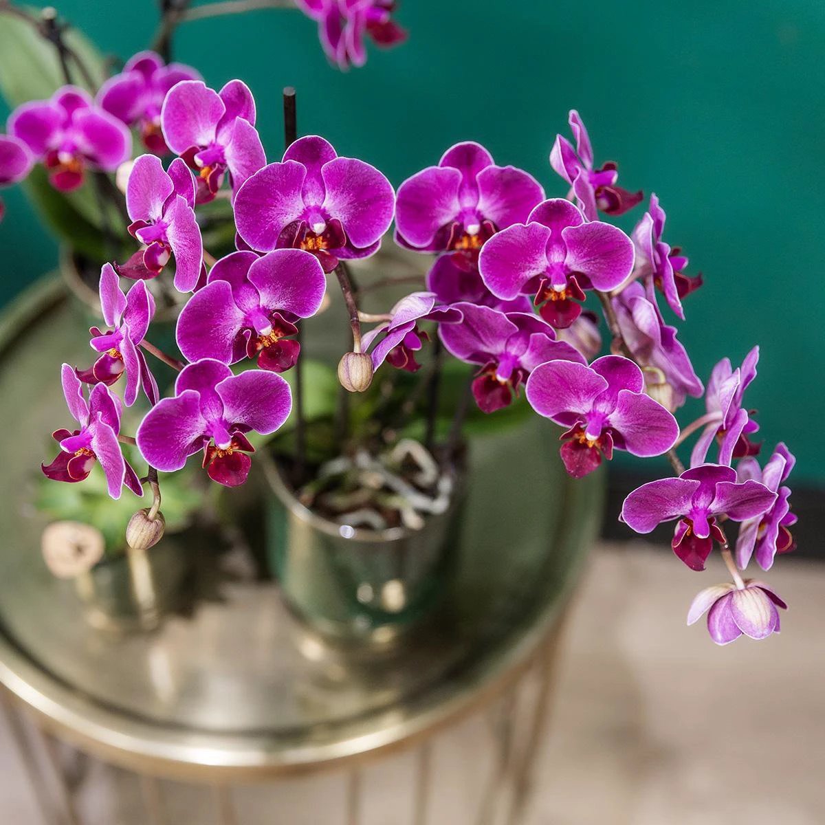 Kolibri-Orchideen | Violette Phalaenopsis-Orchidee - Morelia Classy Green - Topfgröße Ø9 cm | blühende Zimmerpflanze - frisch vom Züchter von Kolibri Company