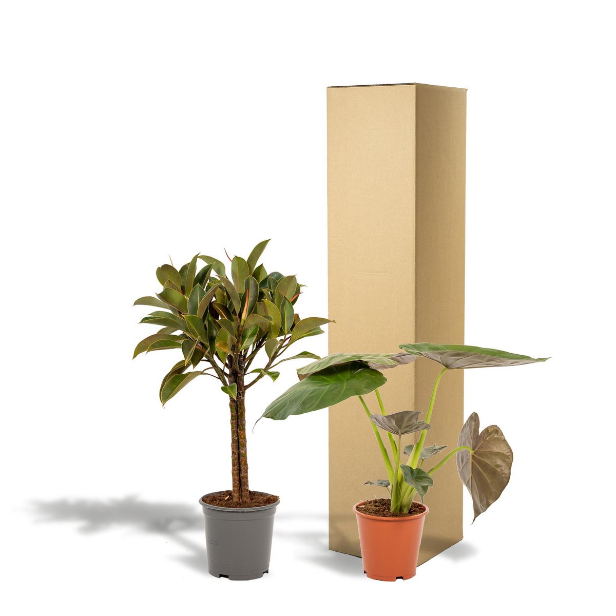 Ficus elastica Melany – ↨85 cm – Ø21 cm + Alocasia wentii – ↨60 cm – Ø19 cm von MEERgroothandel Planten
