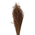 Trockenblumen 60 cm (100 g) von Clayre & Eef.