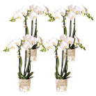 Hummingbird Orchids | COMBI DEAL of 4 white Phalaenopsis orchids - Amabilis - pot size Ø9cm | flowering houseplant - fresh from the grower by Kolibri Company