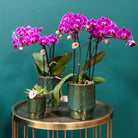 Kolibri-Orchideen | KOMBI-ANGEBOT mit 4 violetten Phalaenopsis-Orchideen – Morelia – Topfgröße Ø9 cm | blühende Zimmerpflanze – frisch vom Züchter von Kolibri Company