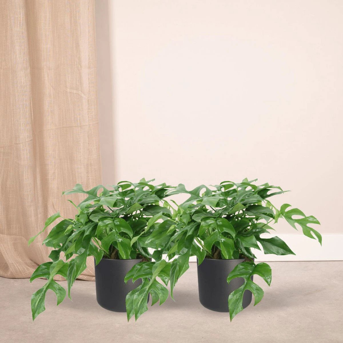 2x Monstera Minima - Gatenplant - 25cm - ø15 by MEERgroothandel Planten