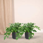 2x Monstera Minima - Gatenplant - 25cm - ø15 by MEERgroothandel Planten