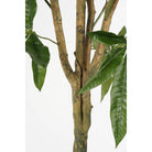 Artificial plant Pachira Green by Mica Decorations