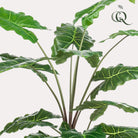 Art plant - Alocasia - Elephants ear - 150 cm by Green boutiQ