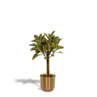 Ficus elastica Melany Stamm – ↨90cm – Ø21cm + Topf Mayk Gold von MEERgroothandel Planten