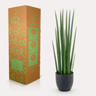 Art plant - Sanseveria Cylindrica - Woman tongue - 70 cm by Green boutiQ