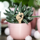 Hummingbird Greens | Green plant - Succulent Tarantula - green houseplant - fresh from the grower - Ø6cm by Kolibri Company