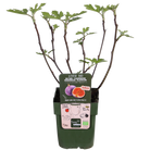 Ficus Gustissimo Perretta - Ø19cm - ↕50cm - Ø13 - ↨45cm by MEERgroothandel Planten