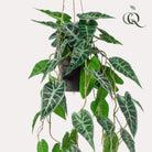 Kunstpflanze – Alocasia – Elefantenohr – 80 cm von Green boutiQ