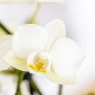Kolibri Company | Pflanzenset Star Fish klein | Weiße Phalaenopsis-Orchidee Lausanne und Sukkulente inkl. dekorativer Keramiktöpfe auf weißem Tablett aus Bio-Material von Kolibri Company