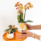 Kolibri Home | Coral - Yellow - Ø9cm by Kolibri Company