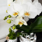 Kolibri Company – Set aus weißer Orchidee und Sukkulente auf silbernem Tablett – frisch vom Züchter von Kolibri Company
