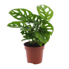 Monstera Monkey Leaf (Gatenplant) - Ø12cm - ↕30cm by MEERgroothandel Planten