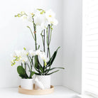 Kolibri Home | Ornament - Decoration Image Cockatoo - White by Kolibri Company