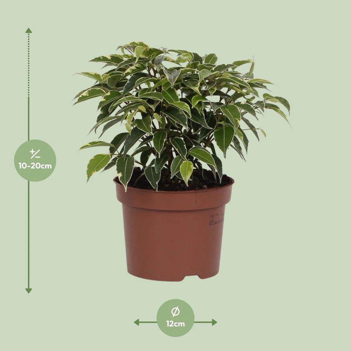 Ficus Benjamina Kinky | [P12-H20] von MEERgroothandel Planten