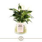 Anthurium Aqua Roots White Champion by Blooming Luxury