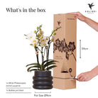 Hummingbird Orchids | White phalaenopsis orchid - Lausanne + Bubble pot black - pot size Ø9cm | flowering houseplant - fresh from the grower by Kolibri Company