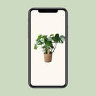 Monstera In Natural Basket - Ø21cm - ↕60cm by MEERgroothandel Planten