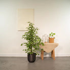 Ficus benjamina Goldenking - ↨95cm - Ø21cm + Topf Mayk Bleigrau von MEERgroothandel Planten