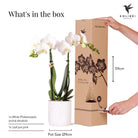 Hummingbird Orchids | white Phalaenopsis orchid - Amabilis + Leaf pot pink - pot size Ø9cm | flowering houseplant - fresh from the grower by Kolibri Company