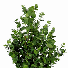 Artificial plant Eucalyptus tree Green by Mica Decorations