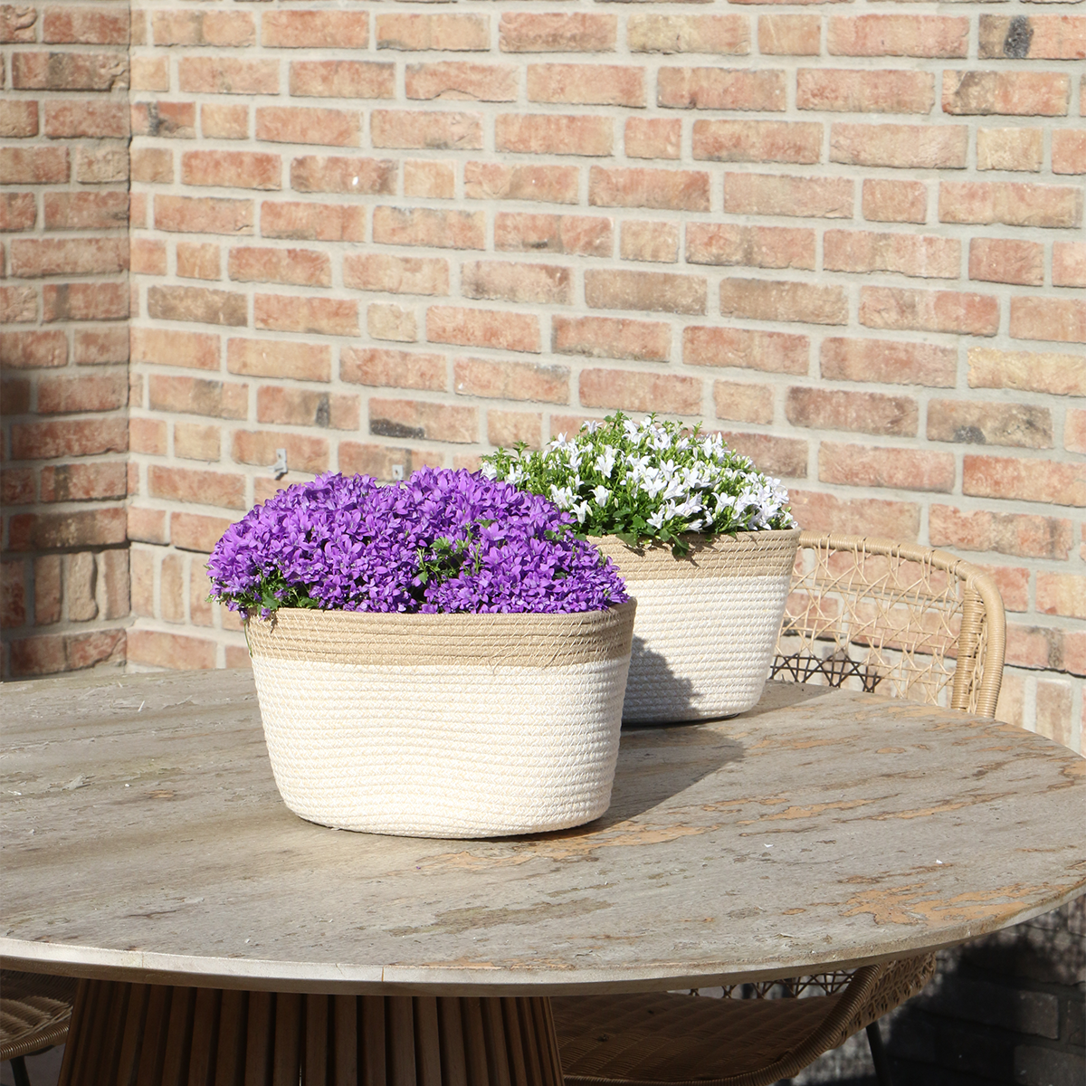 Campanula Addenda Ambella Intense Purple - Cotton Scale with Campanula With Water Give System - 3 Pieces - Klokjesbloem Purple - Pot size 12cm - Inside & Outside by Kolibri Company