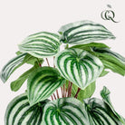 Kunstpflanze – Peperomia Argyreia – Watermelon – 25 cm von Green boutiQ