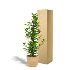 Ficus microcarpa Moclame - ↨95cm - Ø21cm + Mand Selin by MEERgroothandel Planten