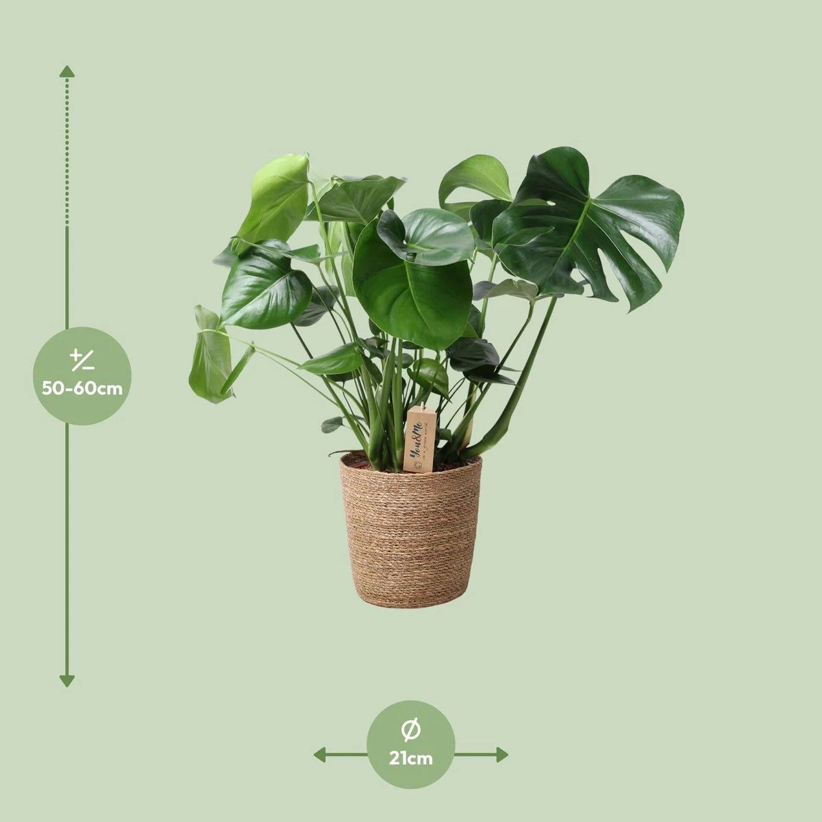Monstera In Natural Basket - Ø21cm - ↕60cm by MEERgroothandel Planten