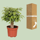 Ficus Benjamina Kinky - Ø12cm - ↕28cm by MEERgroothandel Planten