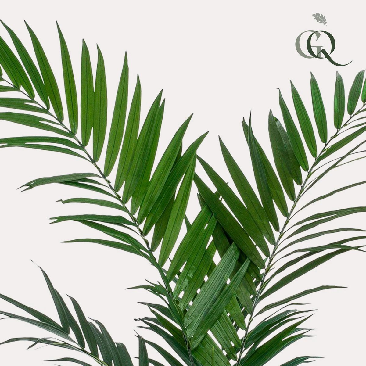 Art plant - Kentia -Kentiapalm - 150cm by Green boutiQ