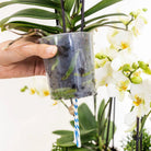 Kolibri Orchids | white plant set in Cotton basket incl. Water reservoir | Three white orchids Lausanne 9cm and three green plants | Jungle Bouquet White with self -sufficient water reservoir by Kolibri Company